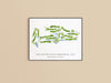 The Country Club of Birmingham Golf Print - East