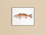 Original Fish Painting