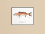 Redfish Print
